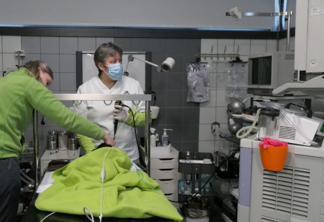 Acapulco, vétérinaire à Stavelot - Service : Vidéo-Endoscopie respiratoire